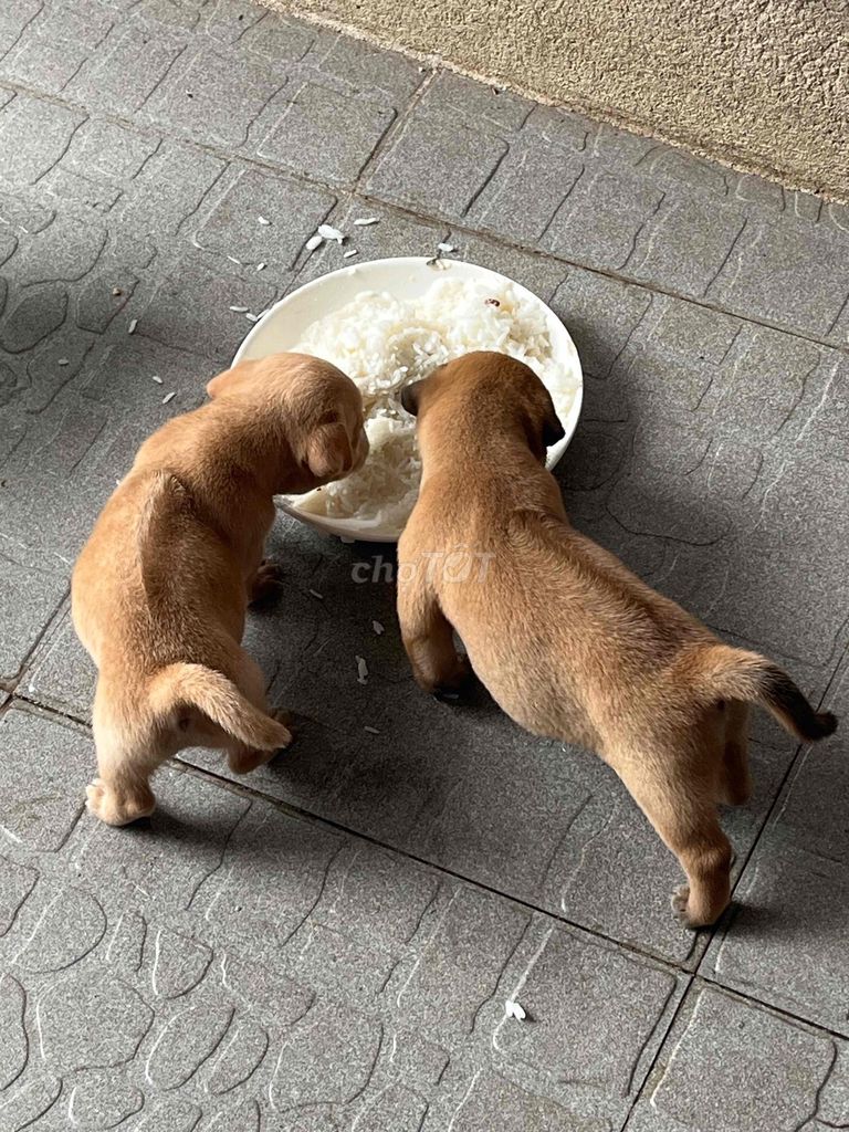 Cho Tặng. Chó Lai chó phóc nhỏ đực 1.5 tháng. Mua bán Chó tại Thành phố Thủ Đức Tp Hồ Chí Minh được đăng bởi Hải hình 1
