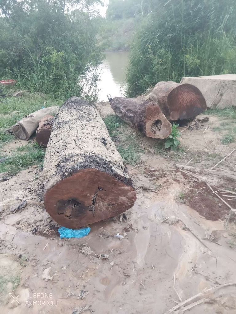 Gỗ xẻ Gỗ sao 3m 50cm. Mua bán Đồ chuyên dụng, Giống nuôi trồng tại Huyện Krông Bông Đắk Lắk được đăng bởi Krongbong hình 1