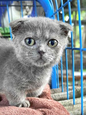 Anh lông ngắn munchkin chân lùn sát tai cụp. Mua bán Mèo tại Huyện Xuyên Mộc Bà Rịa - Vũng Tàu được đăng bởi hữu hạnh