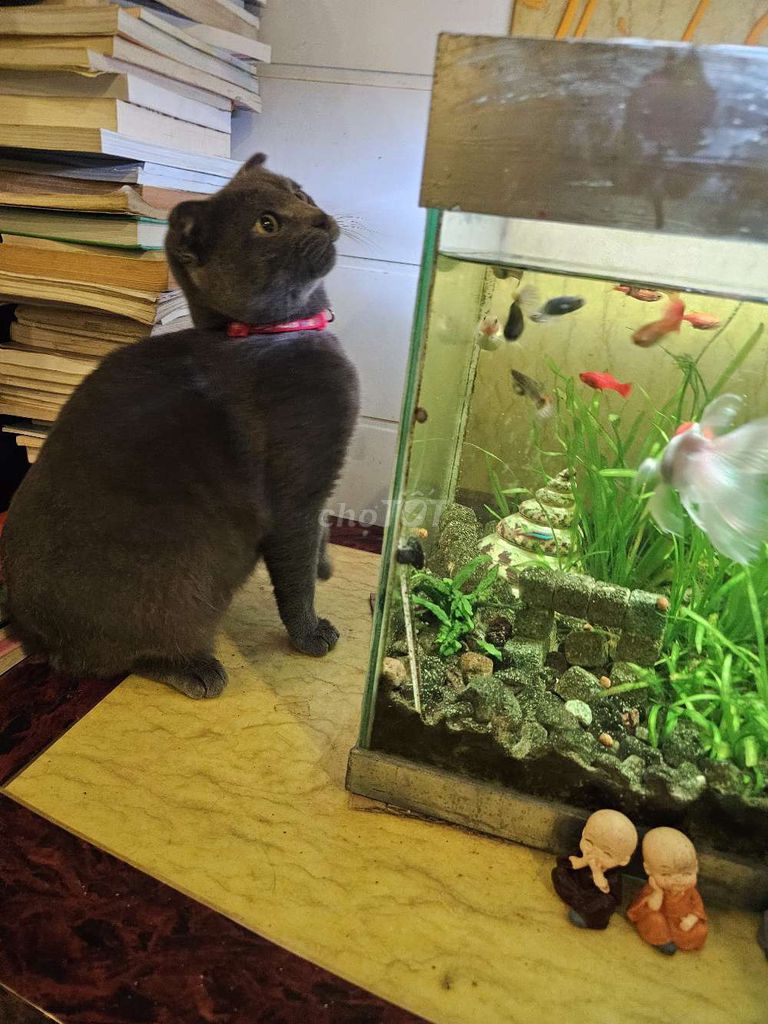 Mèo tai cụp Xám lông mềm mượt. Mua bán Mèo tại Thành phố Đà Lạt Lâm Đồng được đăng bởi Hoang An hình 1