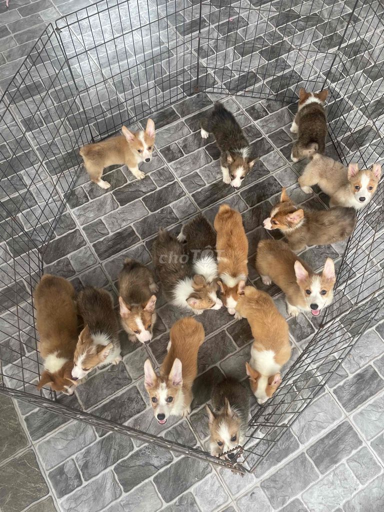 Chó Corgi nhiều màu. Mua bán Chó tại Huyện Thanh Trì Hà Nội được đăng bởi Nguyễn Longg hình 1