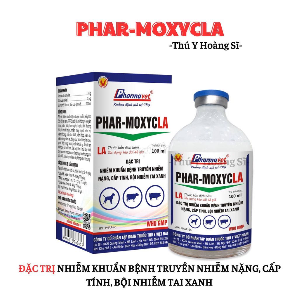 PHAR-MOXYCLA TRỊ BỘI NHIỄM TAI XANH CHO GIA SÚC