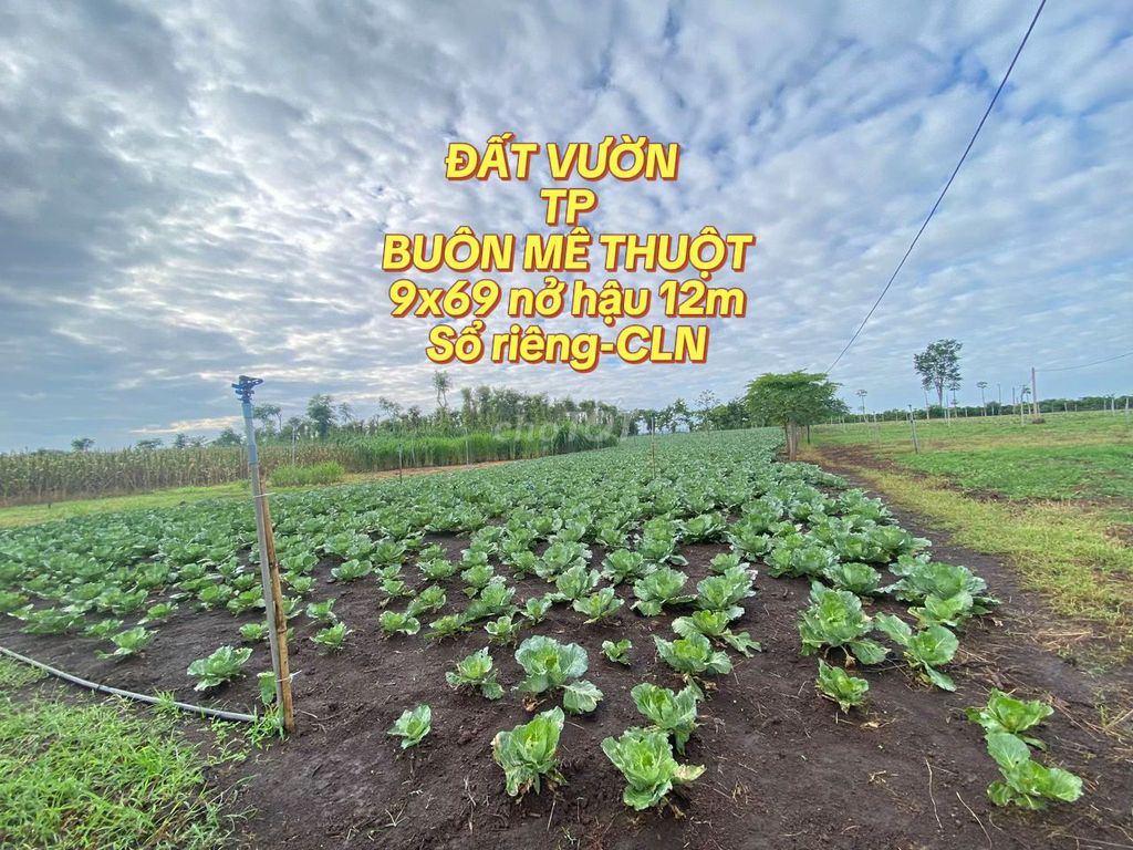 Cần bán lô đất vườn khu dân cư hiện hữu , đất thành phố , gần chợ. Mua bán Đất tại Thành phố Buôn Ma Thuột Đắk Lắk được đăng bởi Lê văn Chiến hình 4