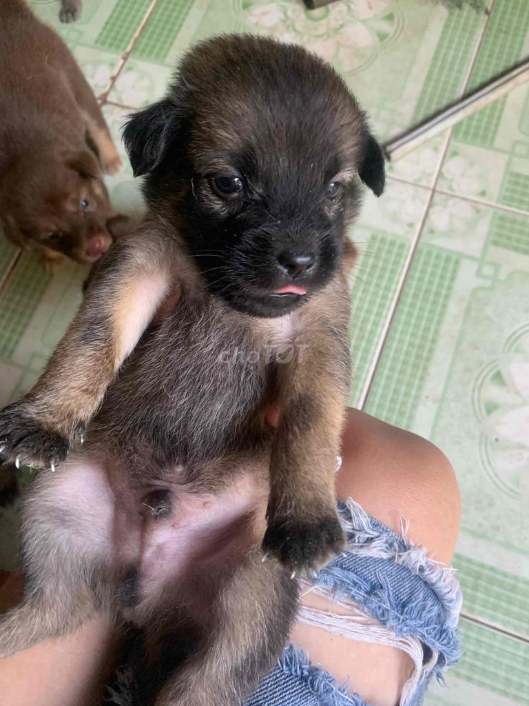 chóncon cưng