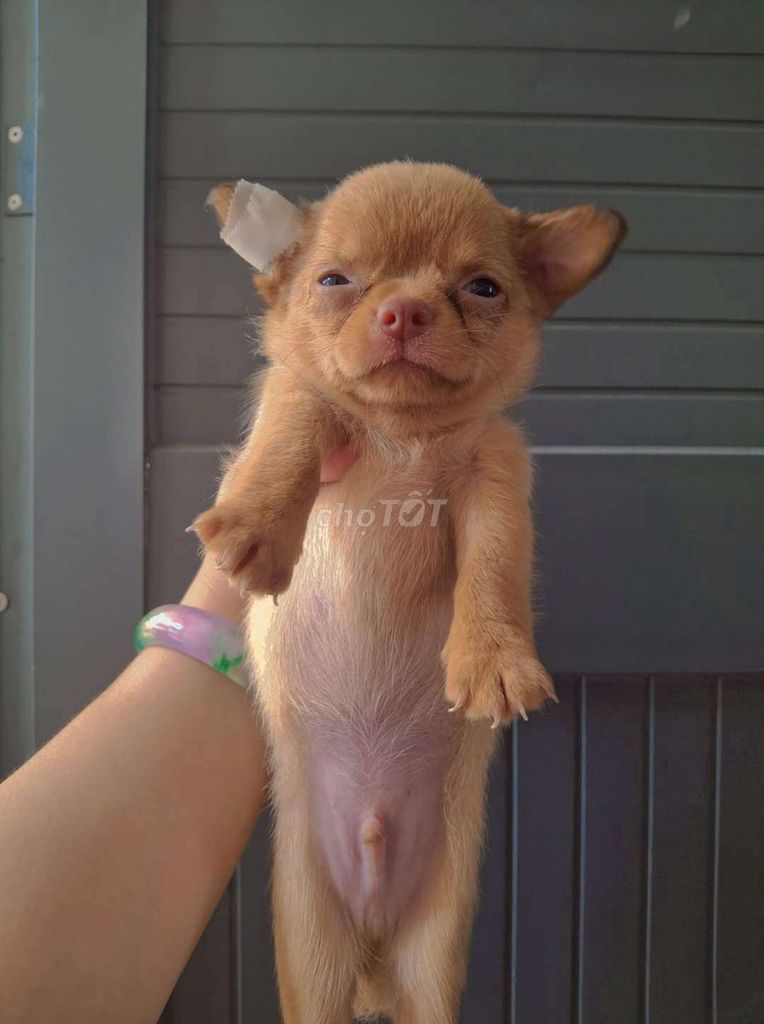 Chihuahua thần chủng 2 tháng chủi. Mua bán Chó tại Quận 1 Tp Hồ Chí Minh được đăng bởi Ân Ân hay thanh lý tất tần tật  hình 4