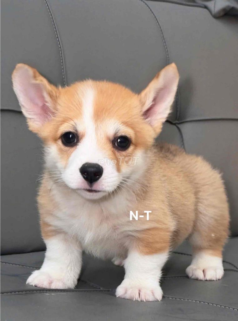 Chó Corgi lông ngắn phom lùn. Mua bán Chó tại Quận Bình Tân Tp Hồ Chí Minh được đăng bởi Trang  hình 1