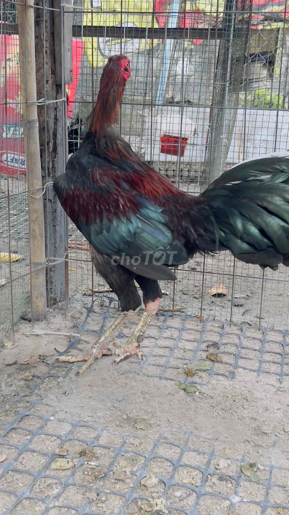 Gà chọi. Mua bán Gà tại Thành phố Thủ Đức Tp Hồ Chí Minh được đăng bởi Duy hình 1