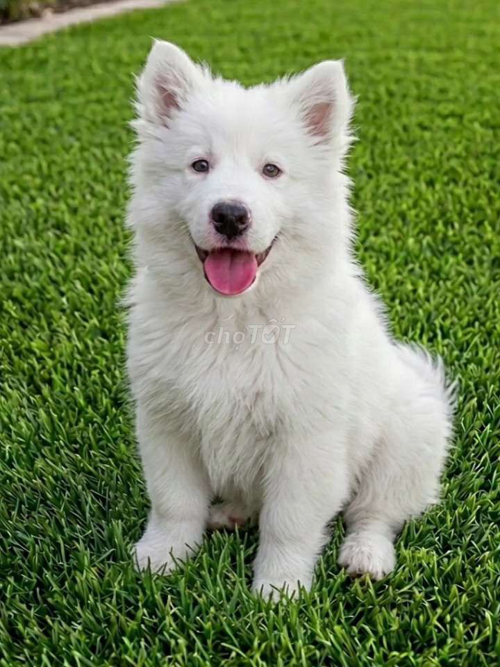Siêu Phẩm Samoyed trắng tuyết hàng vip tuyệt đẹp.. Mua bán Chó tại Quận 12 Tp Hồ Chí Minh được đăng bởi Thi Thi hình 1