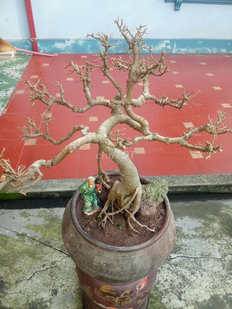 Cây sanh Bonsai chậu Chum. Mua bán Cây cảnh, đồ trang trí tại Huyện An Dương Hải Phòng được đăng bởi lexus hình 1