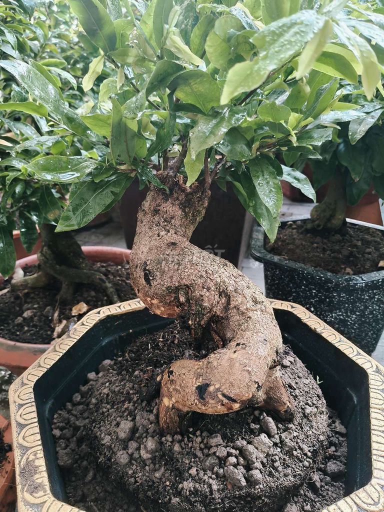 Mai bonsai Hoa hồng thanh tú 9-17cm. Mua bán Cây cảnh, đồ trang trí tại Huyện Thanh Bình Đồng Tháp được đăng bởi Minh Khang hình 1