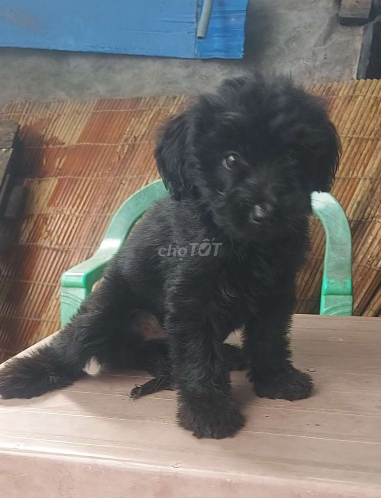 poodle lai full đen. Mua bán Chó tại Quận Bình Tân Tp Hồ Chí Minh được đăng bởi Thiên Phúc Anh hình 1