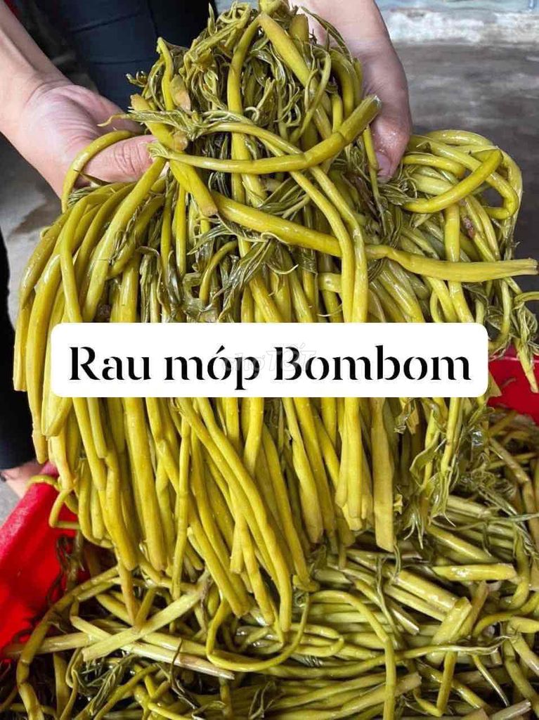 Rau móp chua Củ Chi. Mua bán Đồ ăn, thực phẩm và các loại khác tại Quận 7 Tp Hồ Chí Minh được đăng bởi Trang Lê hình 1