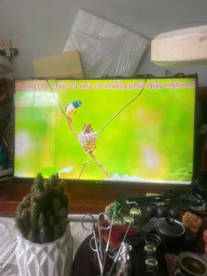 SAMSUNG 55inch cần ra đi. Mua bán Tivi, Âm thanh tại Thành phố Qui Nhơn Bình Định được đăng bởi NGUYỄN ĐÌNH QUÝ