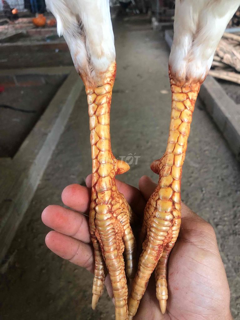 Gà giống 2.9kg Trắng. Mua bán Gà tại Huyện Mỹ Tú Sóc Trăng được đăng bởi Mai Hoài Chương hình 1