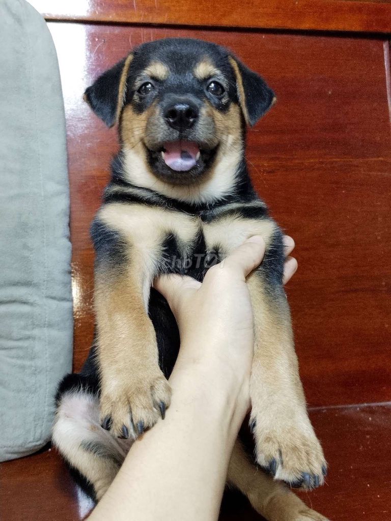 Bé rottweiler canh nhà giỏi trưởng thành 40kí. Mua bán Chó tại Huyện Bình Chánh Tp Hồ Chí Minh được đăng bởi Ngân Hà hình 2