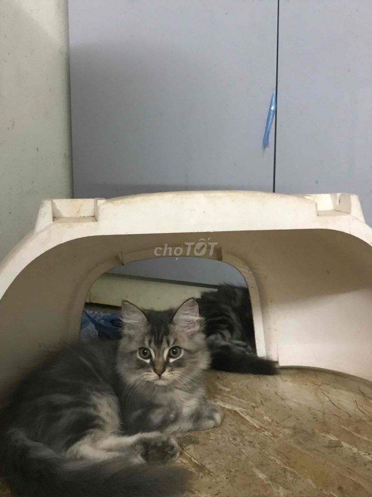 Mèo Ald/Aln nhà trồng. Mua bán Mèo tại Quận Nam Từ Liêm Hà Nội được đăng bởi Hà Đinh hình 5