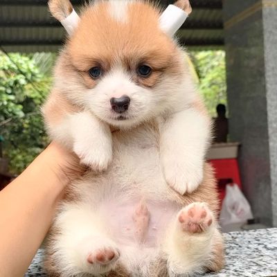 Corgi thuần chủng tìm nhà mới. Mua bán Chó tại Huyện Giồng Trôm Bến Tre được đăng bởi Thi