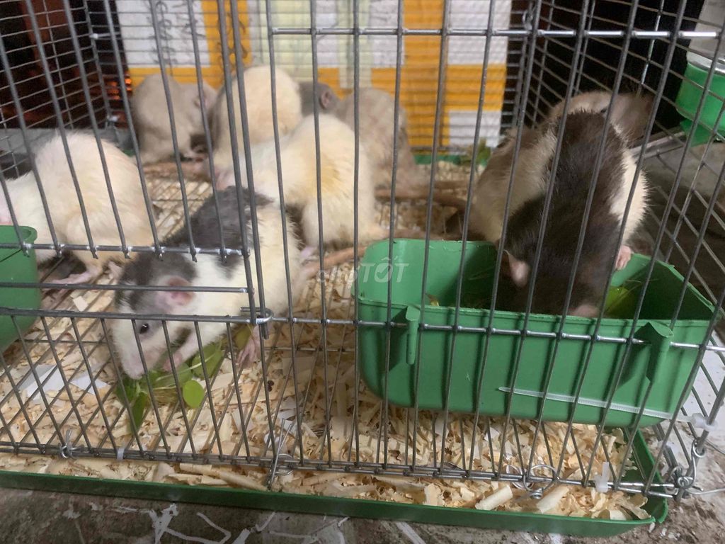 tặng miễn phí cặp chuột rat màu bò sữa như hình. Mua bán Thú cưng khác tại Quận Hai Bà Trưng Hà Nội được đăng bởi Phhmimi hình 1