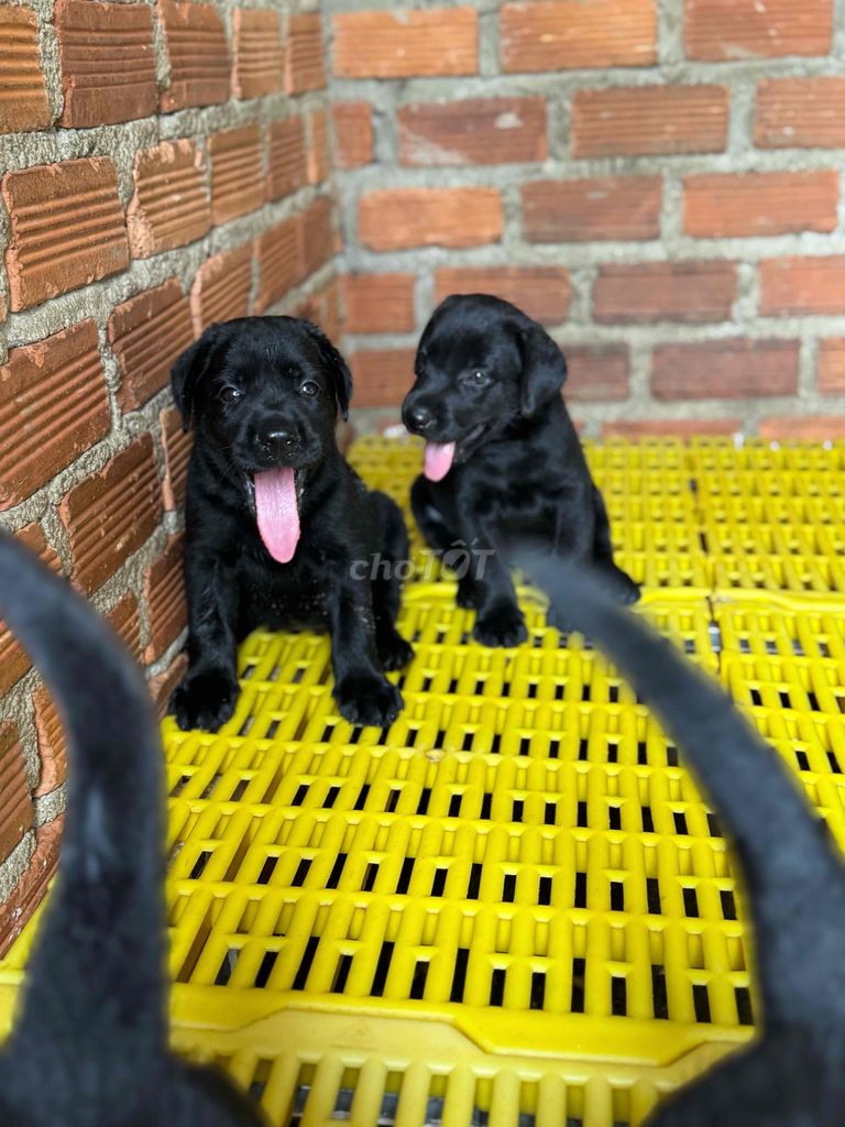 Labrador màu đen phong thuỷ tim bát mới ☘️☘️☘️. Mua bán Chó tại Thành phố Bà Rịa Bà Rịa - Vũng Tàu được đăng bởi Huyền chip hình 4