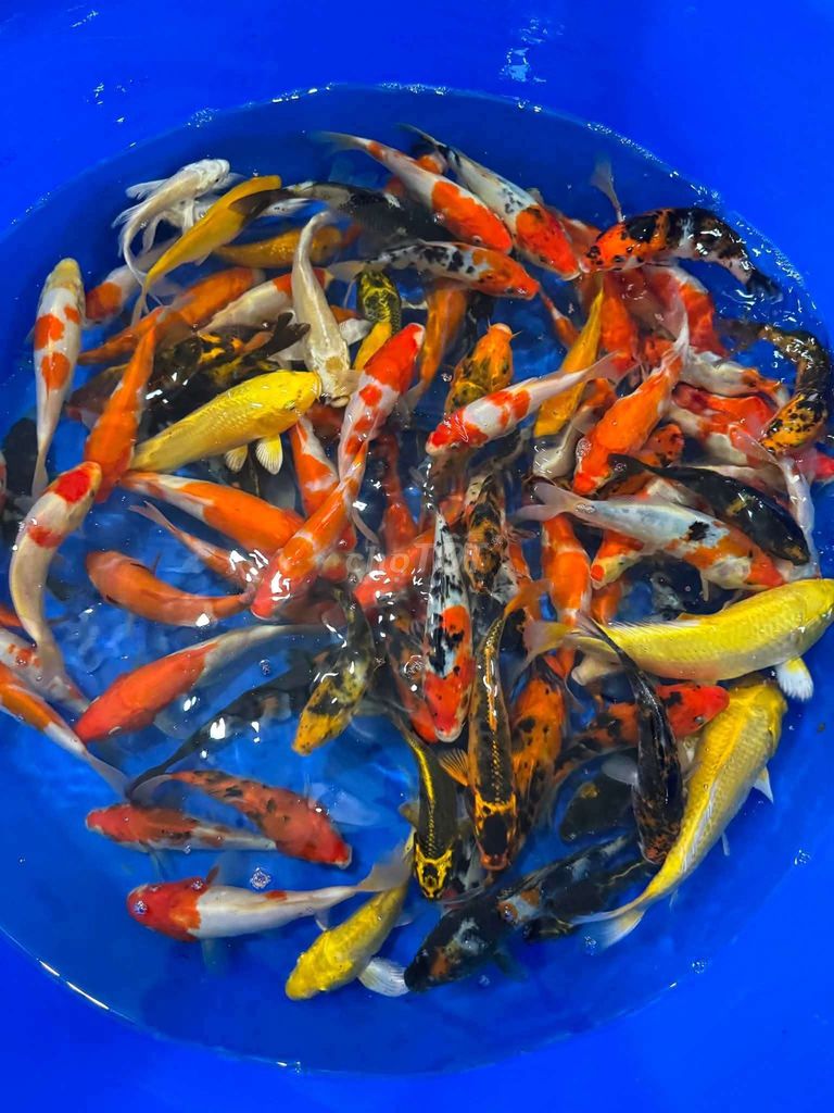 Cá chép Koi Đa sắc có phi tần bmt ngã sáu. Mua bán Thú cưng khác tại Thành phố Buôn Ma Thuột Đắk Lắk được đăng bởi Tiệm Cá Cảnh Bá Phong BMT hình 1