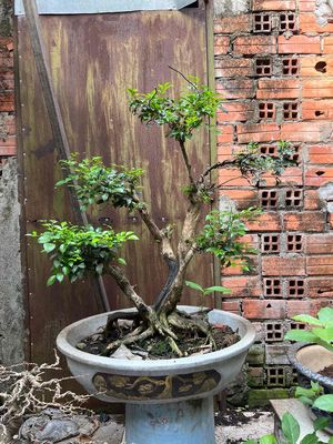 nguyệt bonsai bệ cây đế tán bản múp