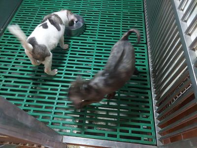 tìm chủ mới cho hai em phú quốc. Mua bán Chó tại Quận Gò Vấp Tp Hồ Chí Minh được đăng bởi thanhthai632005