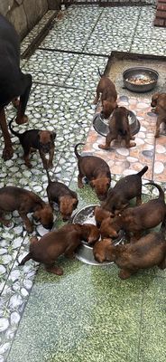 Chó Doberman 1 tháng tuổi Nâu