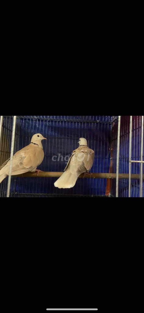 Chim Cu gáy Nâu nhạt Chim lớn. Mua bán Chim tại Quận Tân Phú Tp Hồ Chí Minh được đăng bởi linh cu gáy hình 1