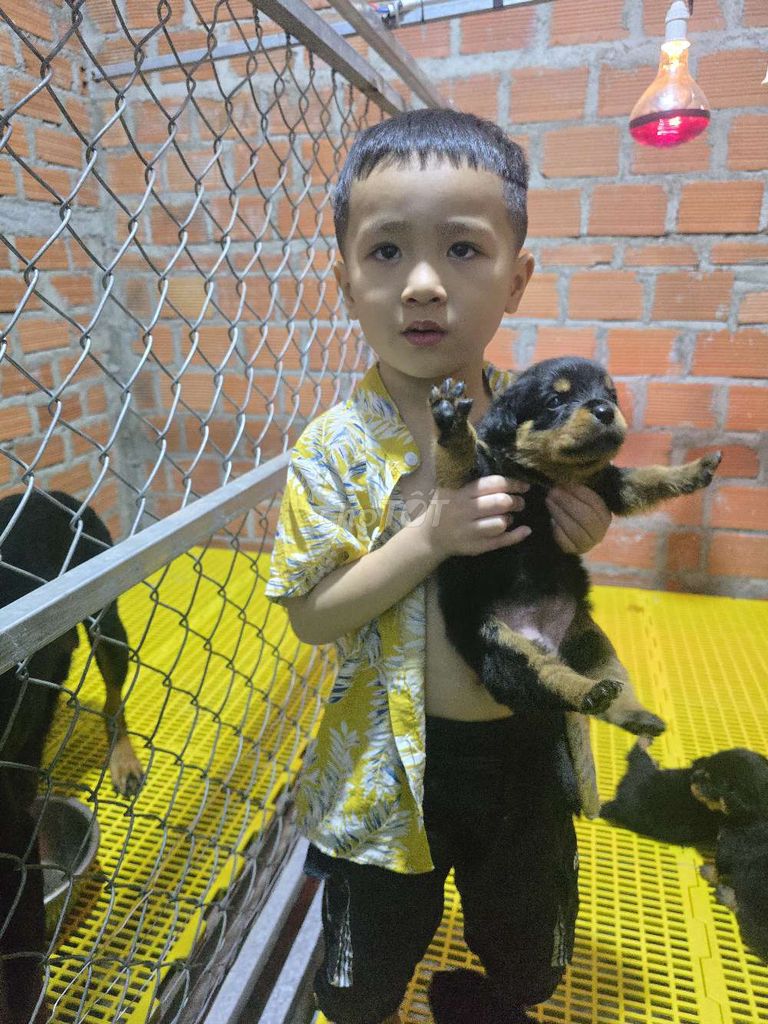 Rottweiler 2 tháng tuổi. Mua bán Chó tại Huyện Tuy Phước Bình Định được đăng bởi Trại Chó ND Trạm 10  Tuy Phước Bình Định hình 2