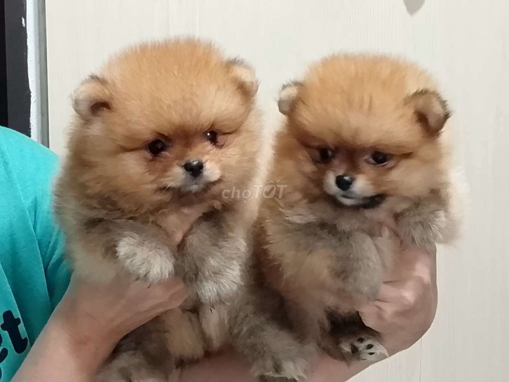 Chó Phốc Sóc Pomeranian Nâu vàng. Mua bán Chó tại Huyện Gia Lâm Hà Nội được đăng bởi Trần Văn Phương  hình 1