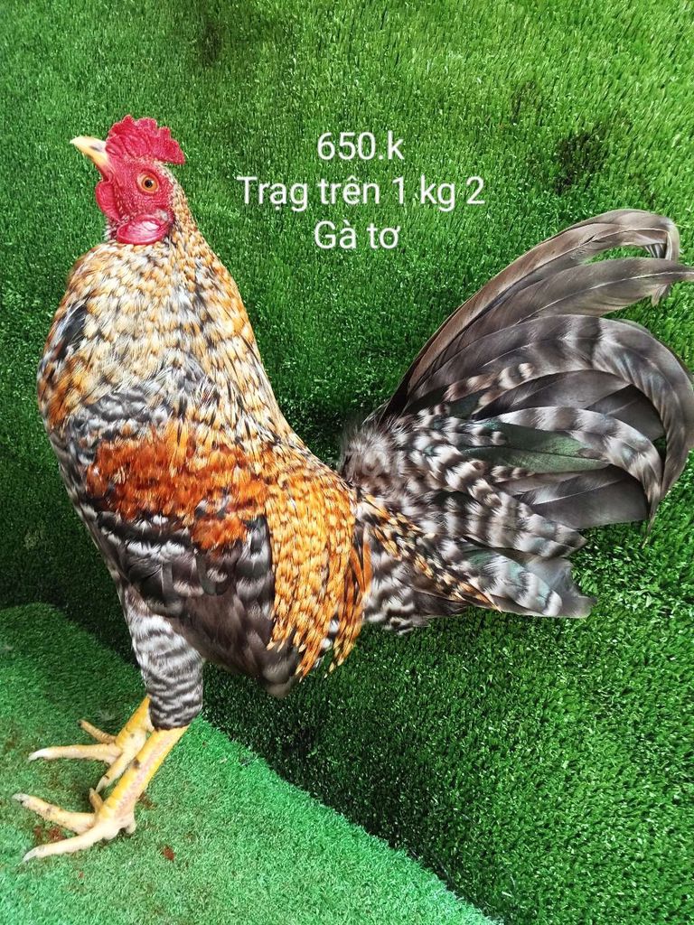 Cú chân vàng gà tơ trạng 1 kg 2