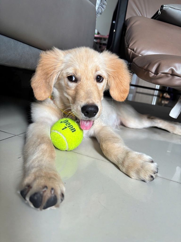 Chó Golden Retriever cái 4 tháng 6kg Vàng. Mua bán Chó tại Thành phố Thủ Đức Tp Hồ Chí Minh được đăng bởi Ngọc trúc Nguyễn hình 1