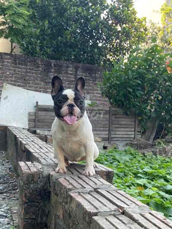 bull cái 9th như ảnh. Mua bán Chó tại Huyện Hoài Đức Hà Nội được đăng bởi Ngọc hình 1