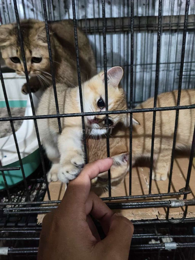 Mèo Golden Vàng Đã tiêm 2 mũi 4 bệnh. Mua bán Mèo tại Huyện Chợ Mới An Giang được đăng bởi kim vàng hình 1