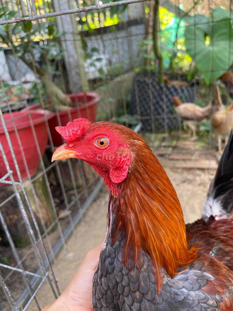 Gà chọi Xám đực 7 tháng. Mua bán Gà tại Huyện Cai Lậy Tiền Giang được đăng bởi Huỳnh Nghĩa hình 1