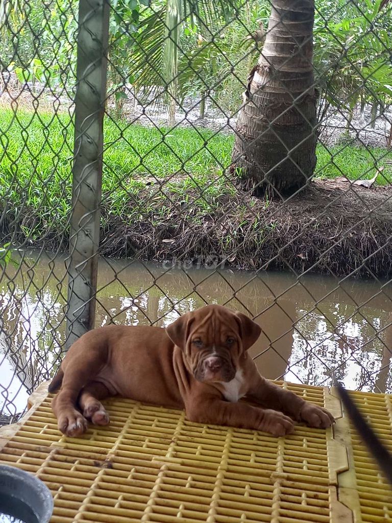 Bandog thái Size khủng