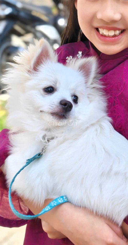 chó giống Póc Sóc, màu trắng 8 tháng tuổi. Mua bán Chó tại Thành phố Đà Lạt Lâm Đồng được đăng bởi NGUYỄN THỊ PHƯƠNG THẢO hình 1