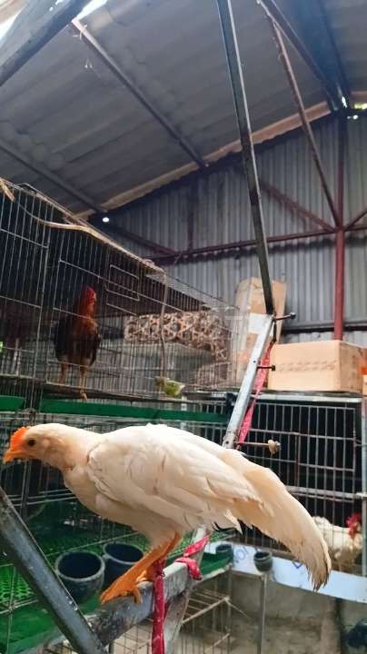 Đôi gà cảnh Ona đuôi dài Nhạn. Mua bán Gà tại Huyện Đông Anh Hà Nội được đăng bởi Trại Gà Hà Nội hình 1