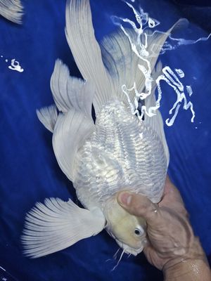 Cá chép Sư tử supper short to gù vây đuôi cực to. Mua bán Thú cưng khác tại Thành phố Thủ Đức Tp Hồ Chí Minh được đăng bởi Cá cảnh sỉ DK
