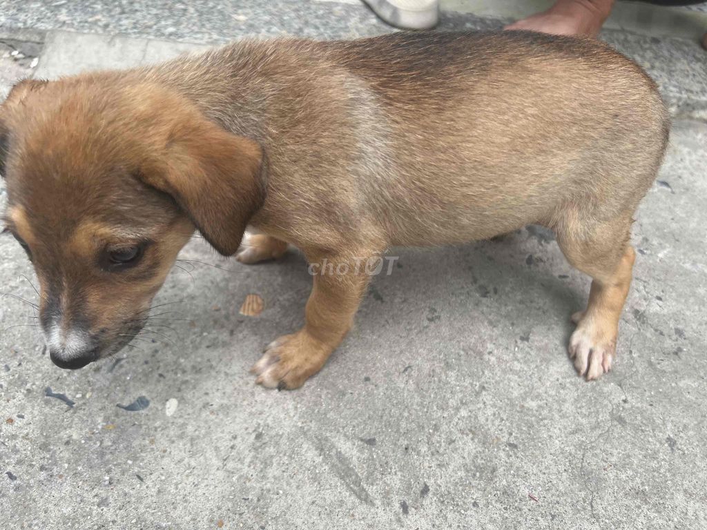 Chó cỏ cái 2 tháng. Mua bán Chó tại Huyện Hóc Môn Tp Hồ Chí Minh được đăng bởi oanh trần hình 1