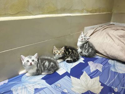 Tìm chủ cho bé Mèo anh lông ngắn Sọc dưa cute 😍