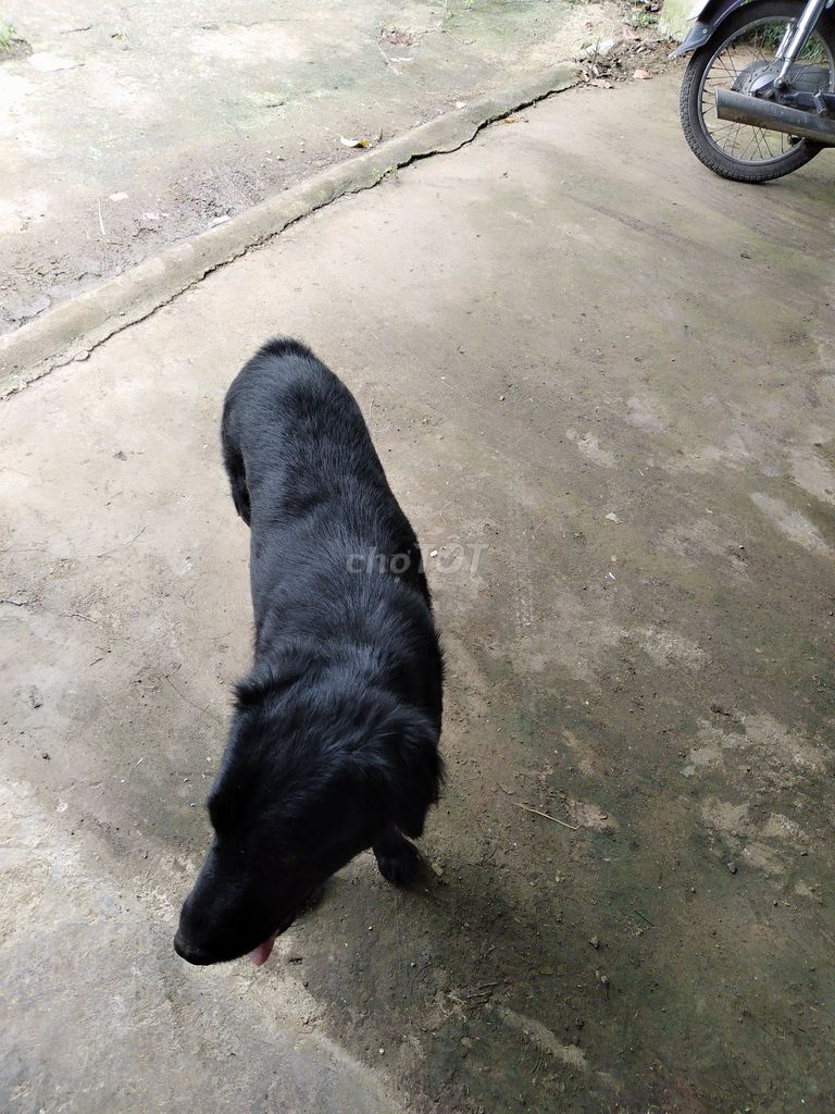 Cho chó con màu Đen. Mua bán Chó tại Huyện Thống Nhất Đồng Nai được đăng bởi Thien hình 1