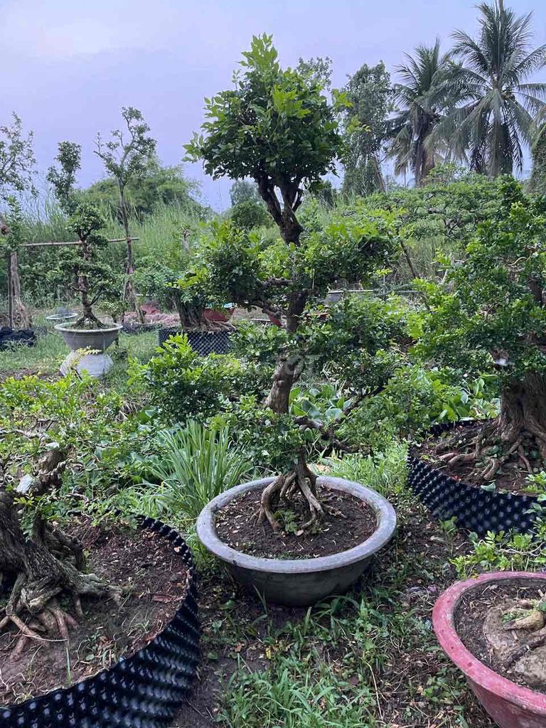 cây nguyệt quế bon sai kiểng cổ. Mua bán Cây cảnh, đồ trang trí tại Huyện Hóc Môn Tp Hồ Chí Minh được đăng bởi vườn kiểng năm tuấn hình 1