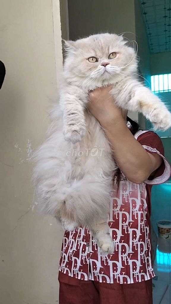 Bé cái trưởng thành. Mua bán Mèo tại Quận Gò Vấp Tp Hồ Chí Minh được đăng bởi karaci family pet hình 2