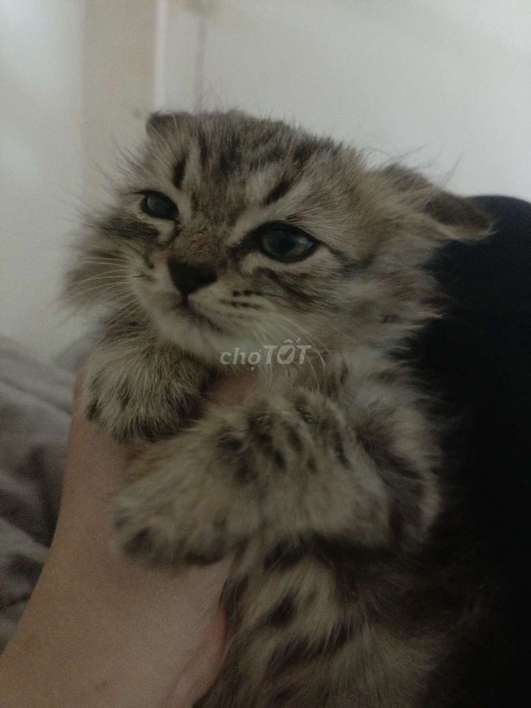 mèo Anh lông dài tabby đực. Mua bán Mèo tại Quận 7 Tp Hồ Chí Minh được đăng bởi huyền linh hình 1