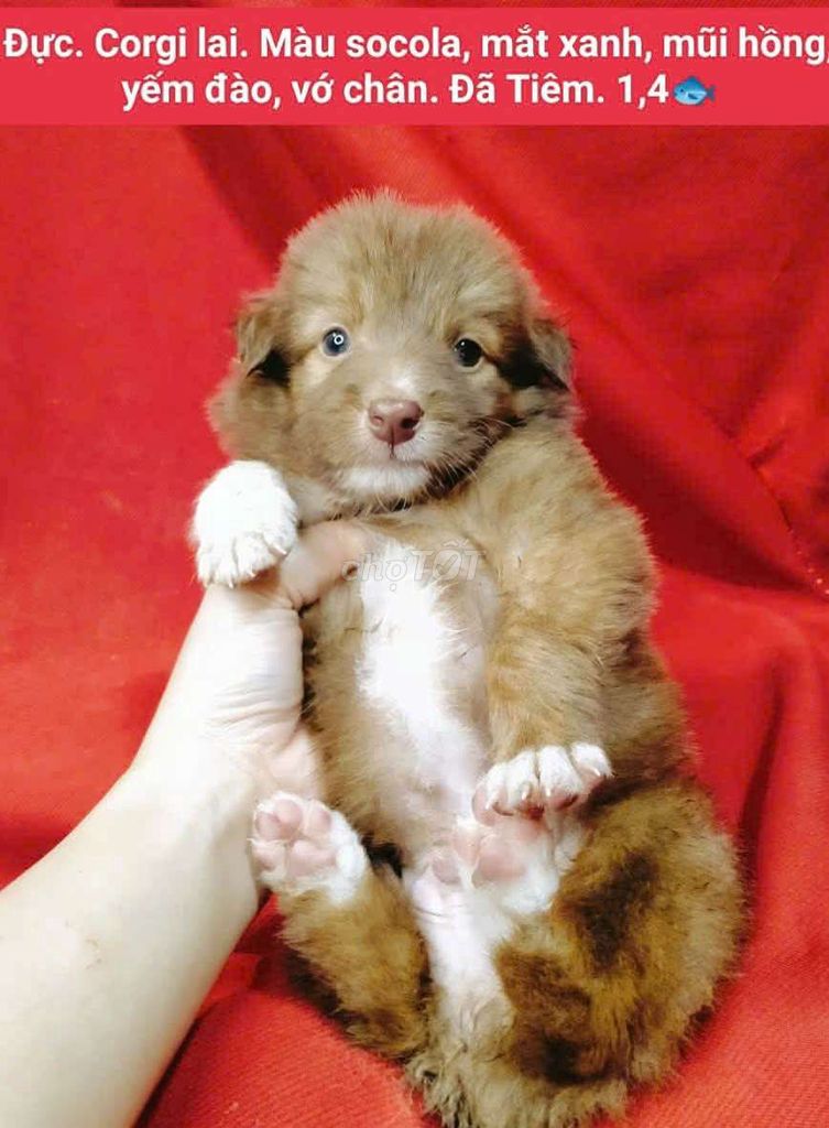 corgi lai siu đẹp. Mua bán Chó tại Quận 12 Tp Hồ Chí Minh được đăng bởi Thanh hình 1