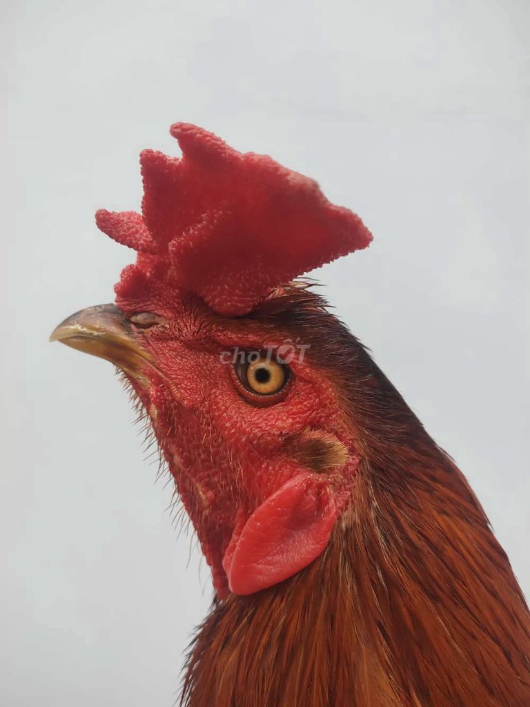 Gà Vàng 3kg chân Xanh. Mua bán Gà tại Huyện Châu Thành Tiền Giang được đăng bởi pham truong duy hình 1