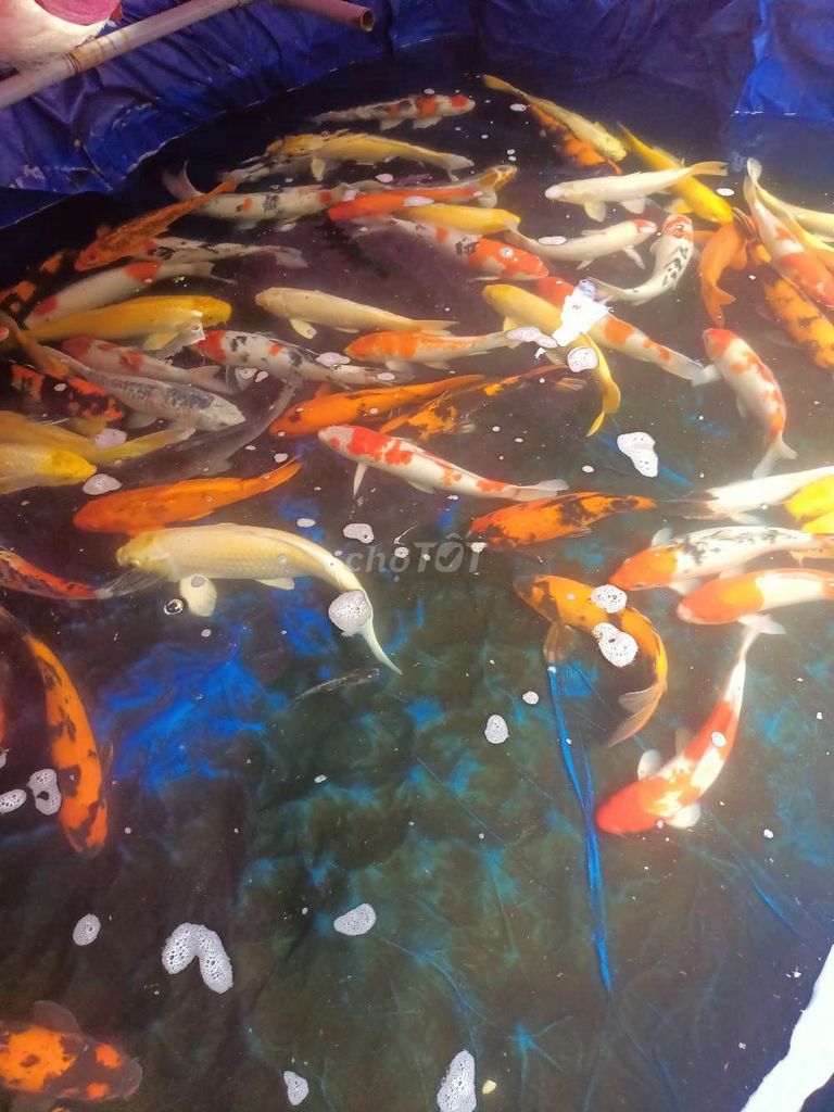 Ca koi thanh ly 250k/1kg