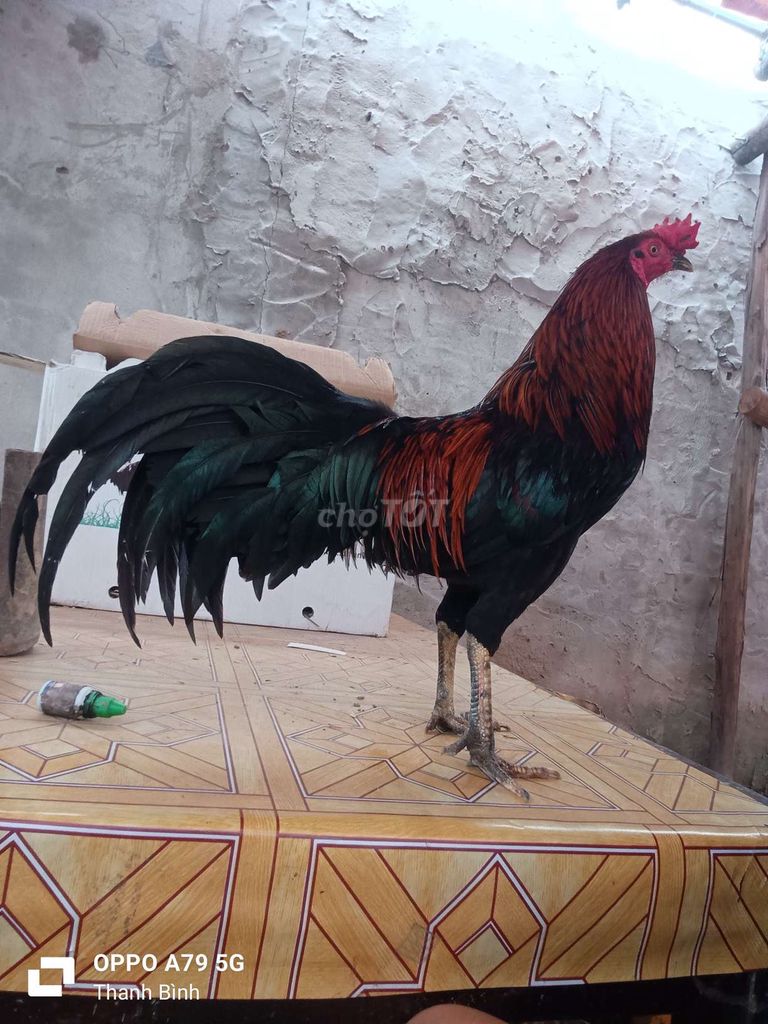 gà thanh lý... Mua bán Gà tại Huyện Thanh Bình Đồng Tháp được đăng bởi T gà cỏ hình 1