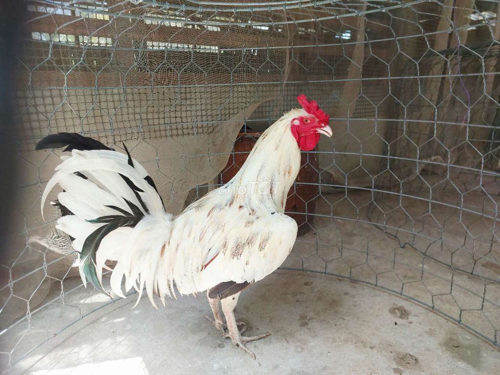 Gà Thái Mỹ. Mua bán Gà tại Huyện Long Mỹ Hậu Giang được đăng bởi Hai Lúa hình 1